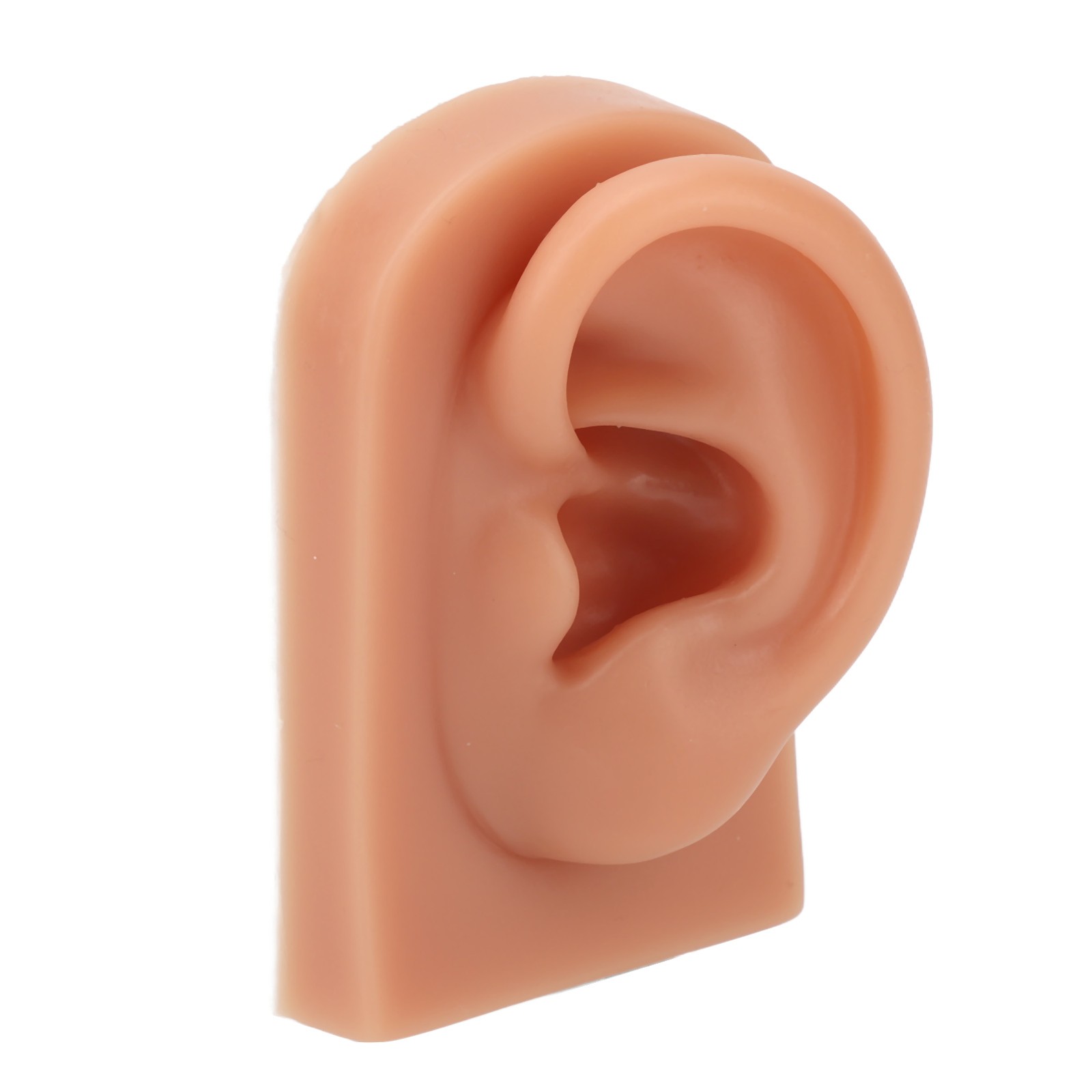 Professional Piercing Practice Ear Model For Earrings Display NEW↑
