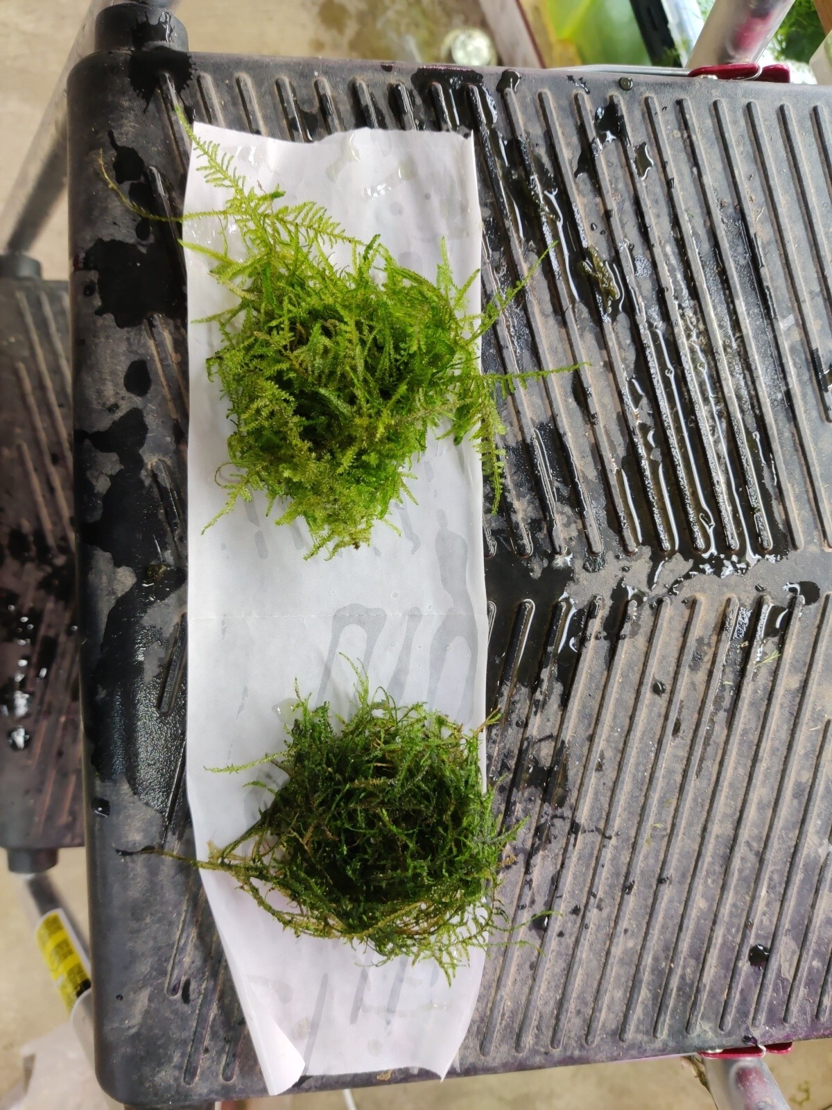 Mini taiwan moss and java moss- long strains, homegrown,ada,WYSIWY