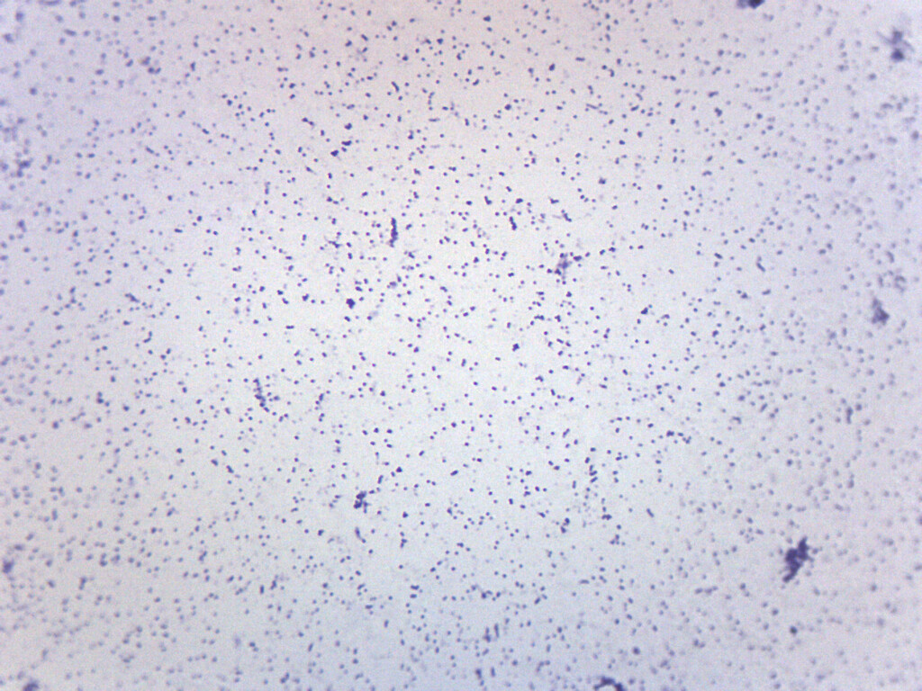Staphylococcus Aureus - Gram Pos. - Prepared Slide - 75x25mm - Eisco Labs