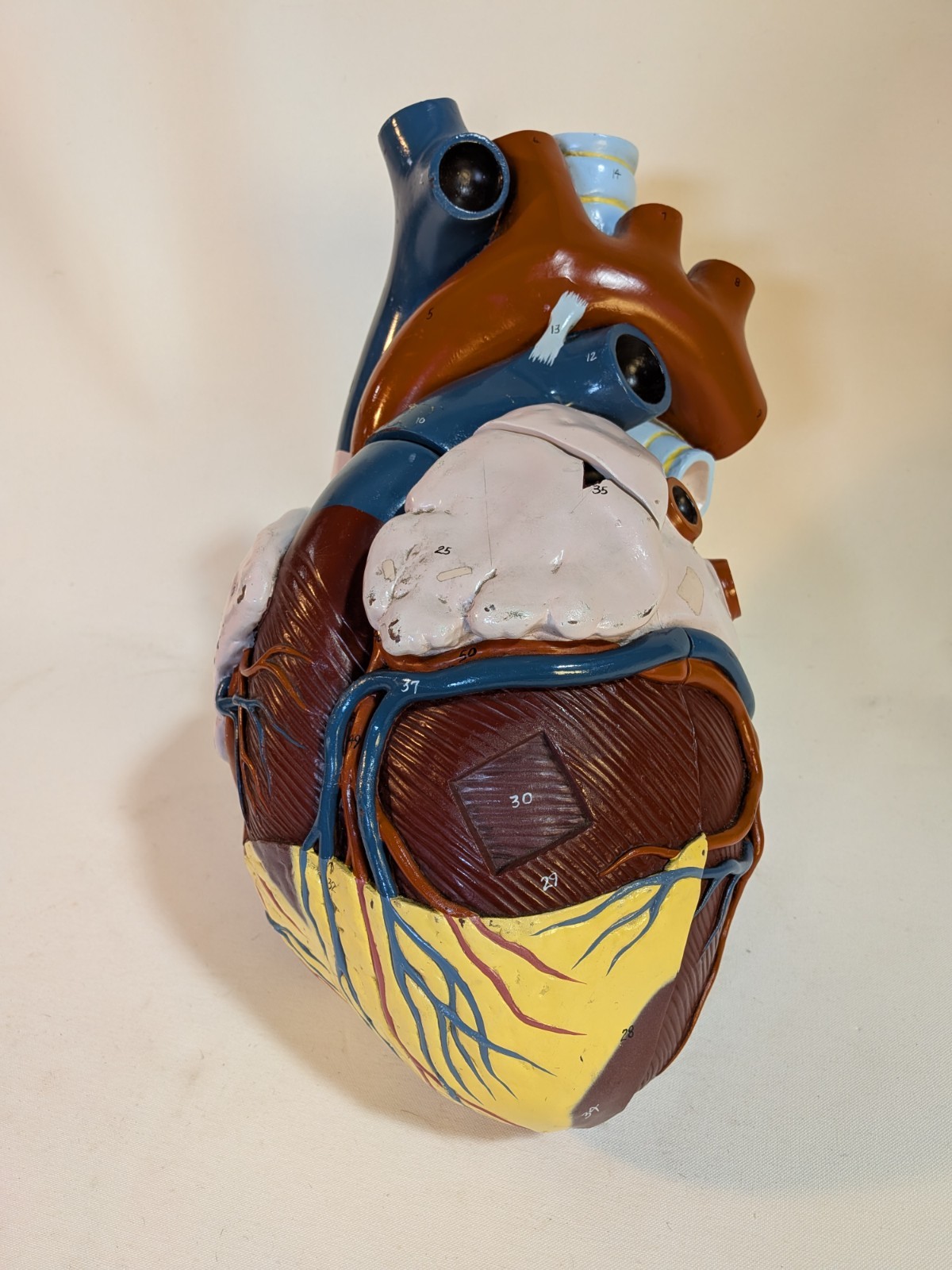 1940s Nystrom Oversize Heart Model Medical School Teaching Vintage Sculpture