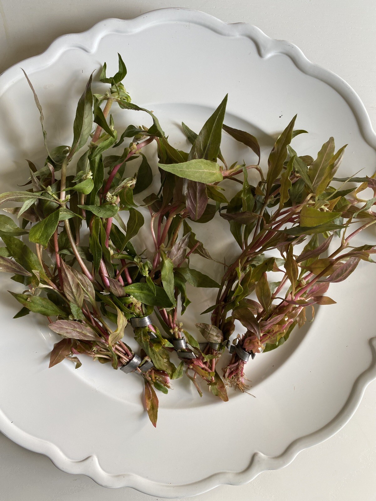 BUY 2 GET 1 FREE- Scarlet Temple Live Aquatic Plant- Beautiful Pink Plant!