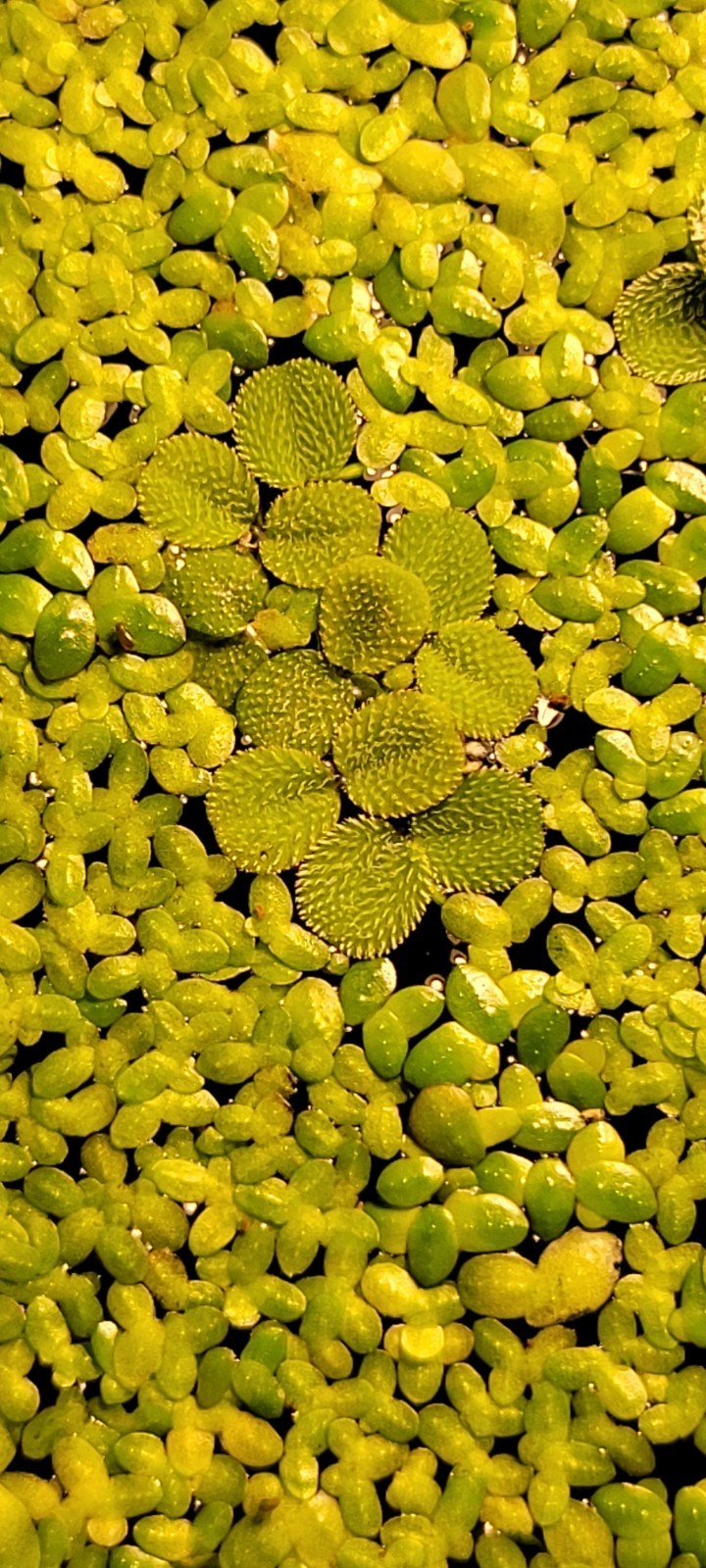 Duckweed mix Floater Plants Nano Aquarium Fish Tank Freshwater Pond Shrimp Cover