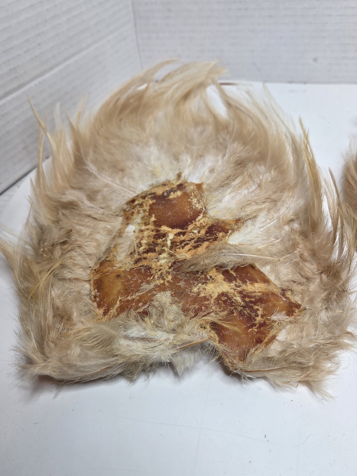 Two Ginger Saddle Hackles Fly Tying Materials Unbranded