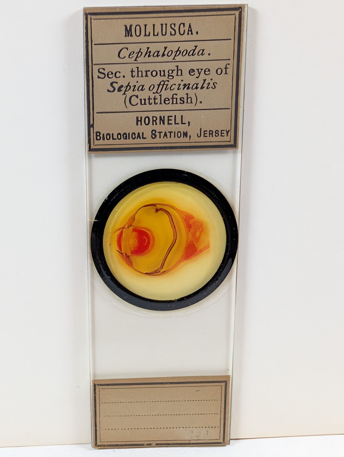 Vintage Hornell Biological Station Cuttlefish Eye Microscope Slide Mollusca