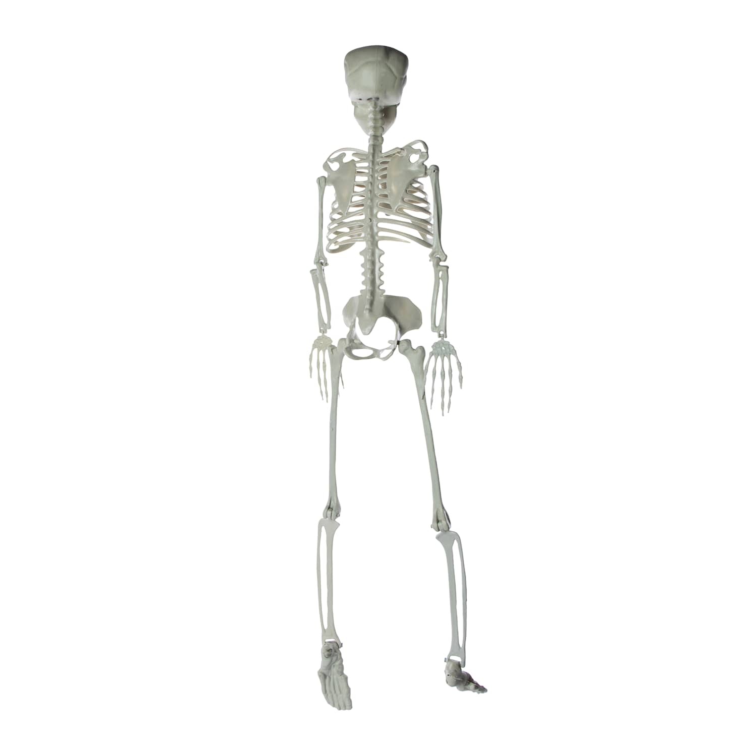 🔥3 Foot Halloween Skeleton Cute & Creepy BNWT🔥