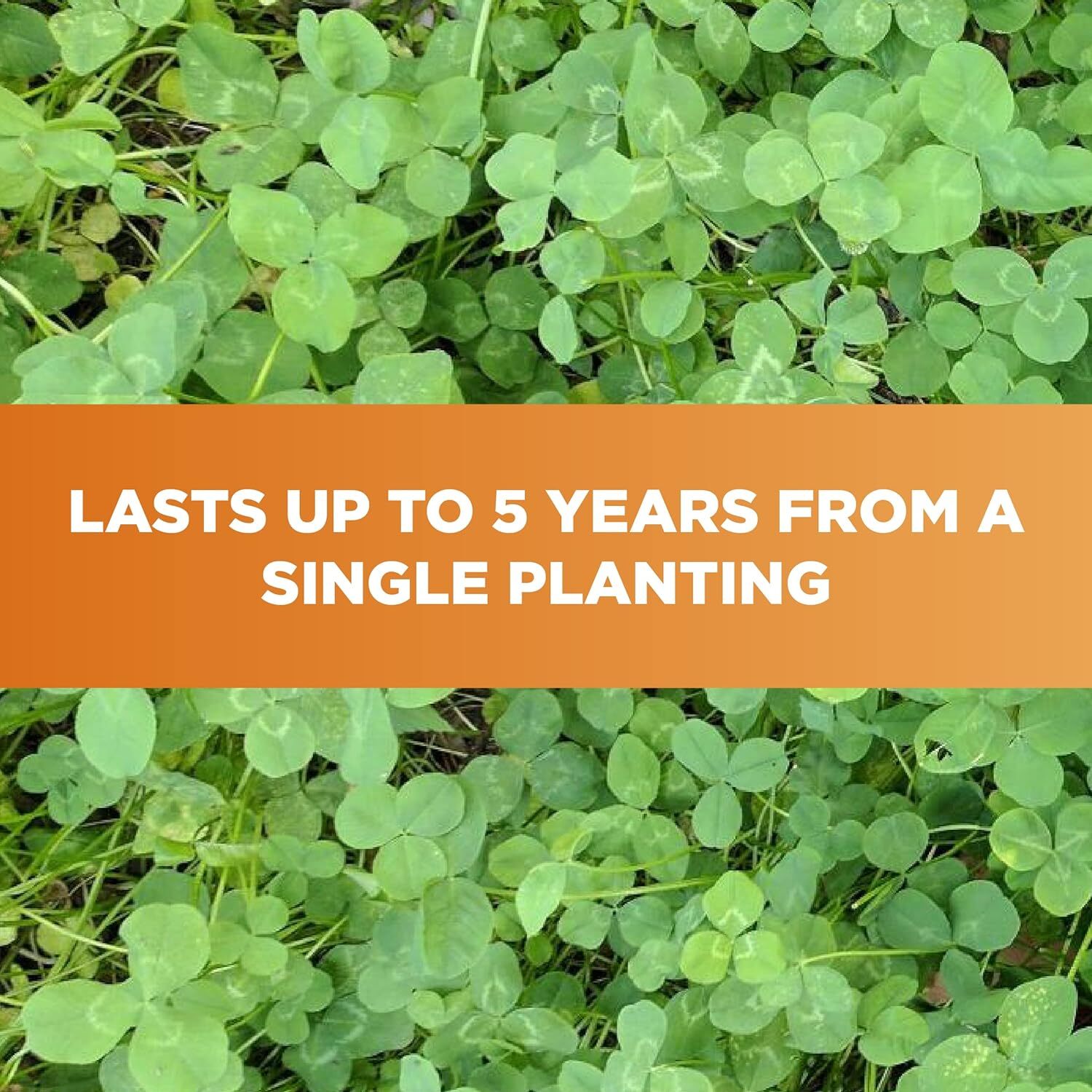 Imperial Clover Food Plot Seed (Spring And Fall Planting), 4
