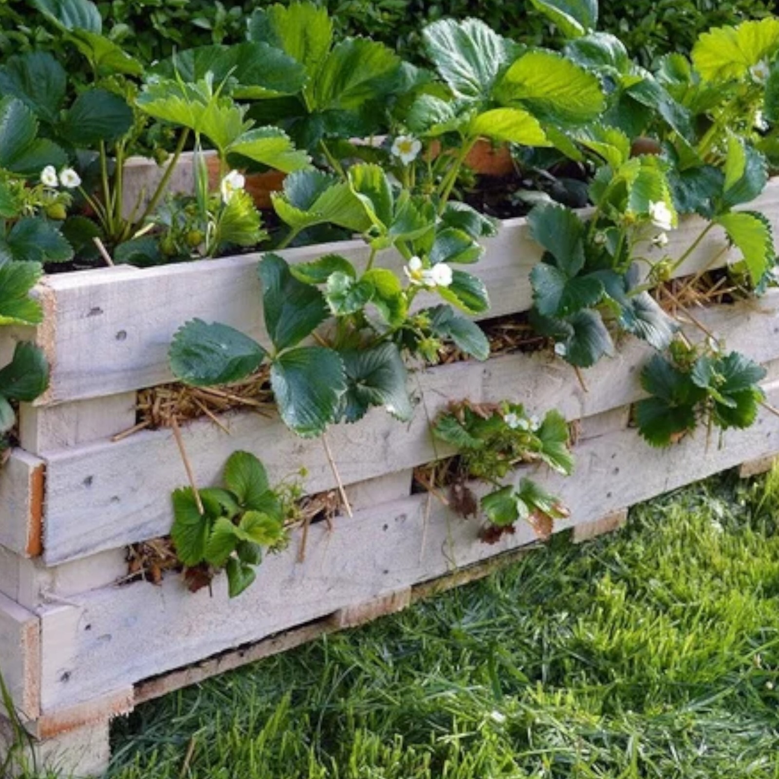 Cream Strawberry Seeds – 200 Seeds – Non-GMO Perennial Variety for Garden Beds