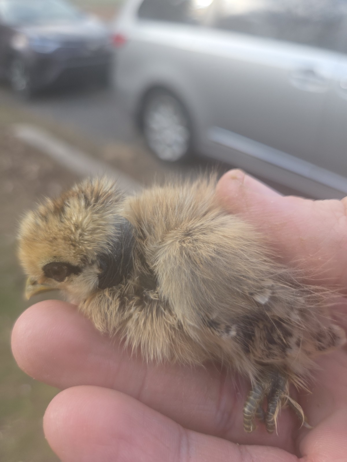 6+ Silkie Fertilized Eggs