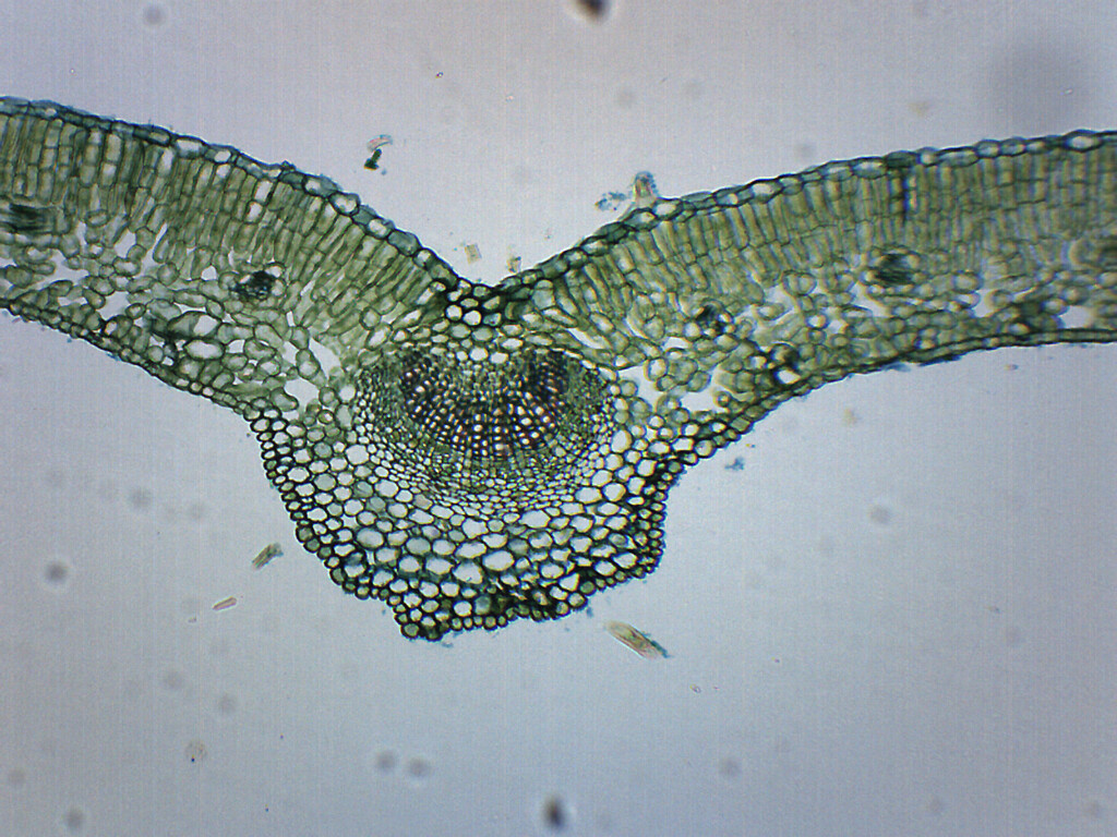 Ligustrum Leaf - Prepared Microscope Slide - 75x25mm - Eisco Labs