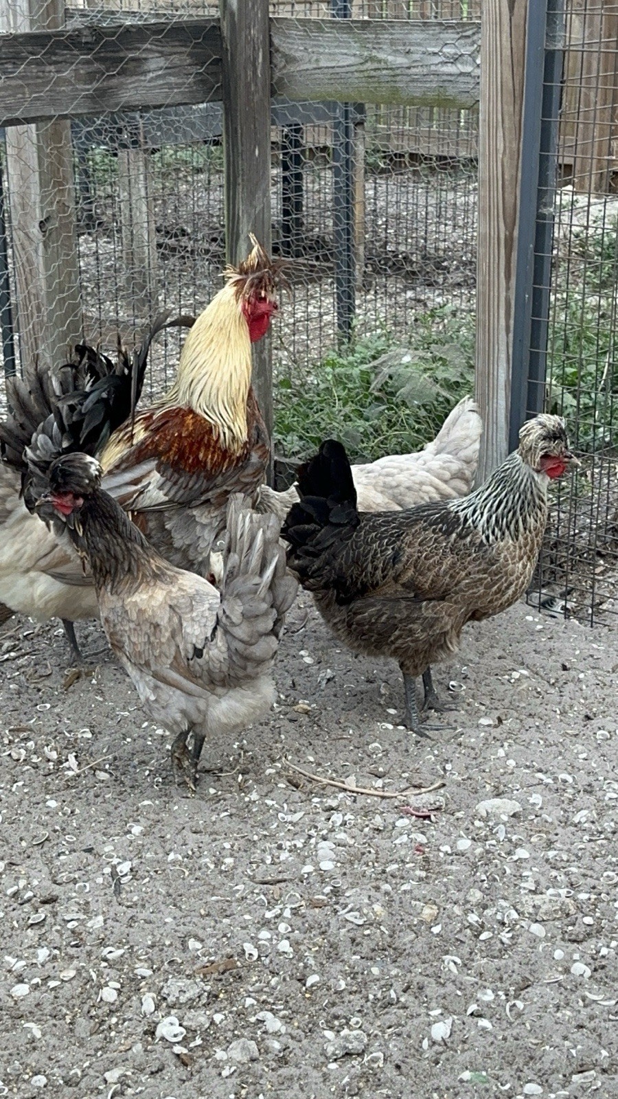 15+ Rare Sanjak Longcrower Chicken Hatching Eggs Large Breed 🎶 Unique Crow 🎶