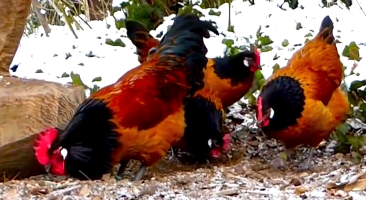 6 NPIP/AI CLEAN GERMAN VORWERK HATCHING EGGS