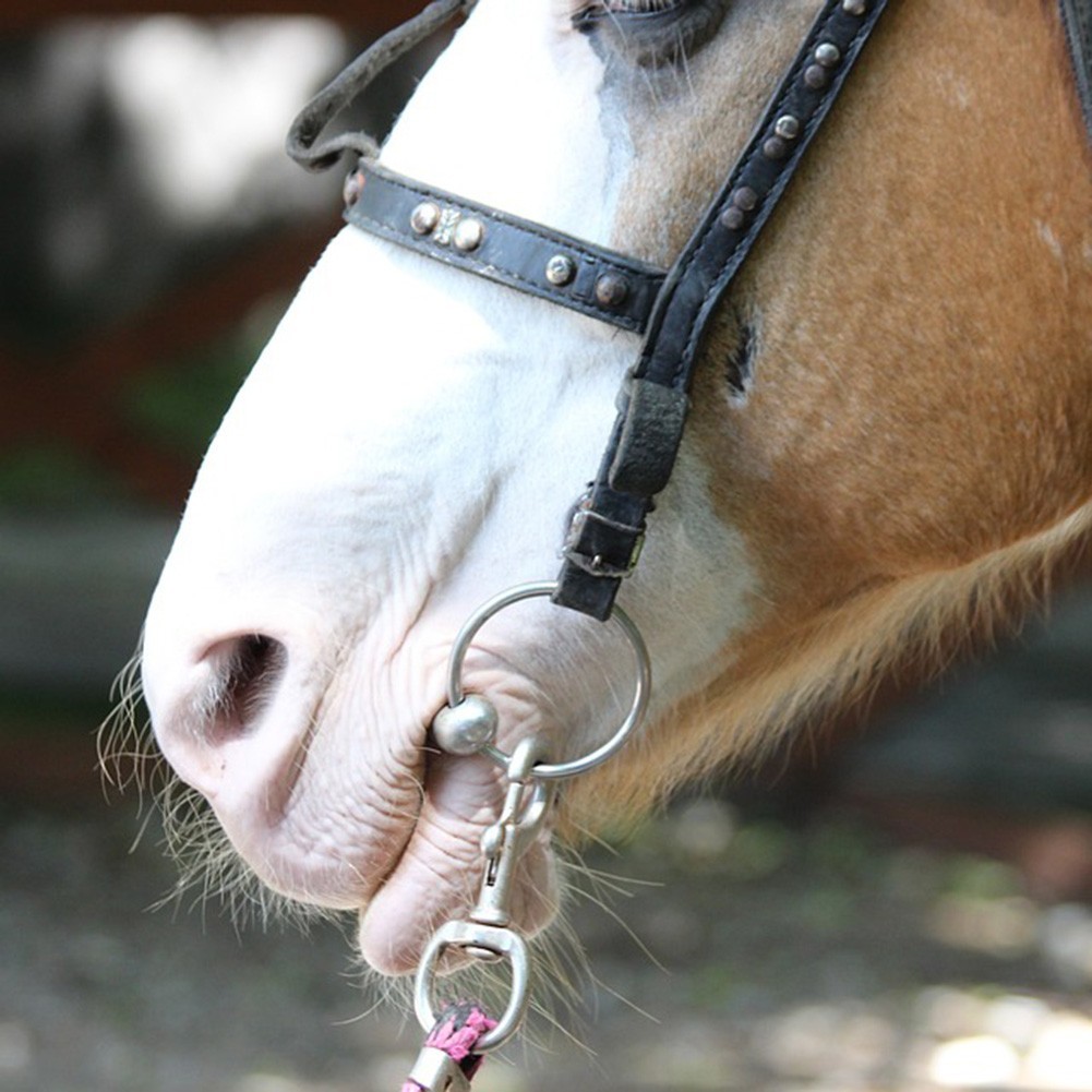 Multi Section Design Note Cm Pack Contents Durable Horse Kettle