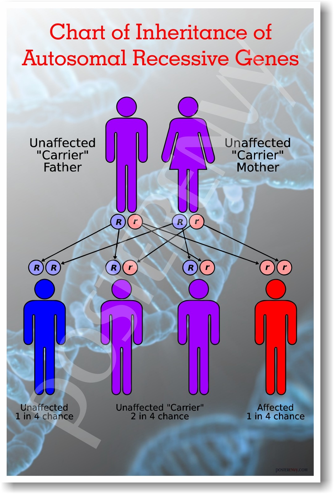 Inheritance of Recessive Genes - NEW Classroom Science Poster