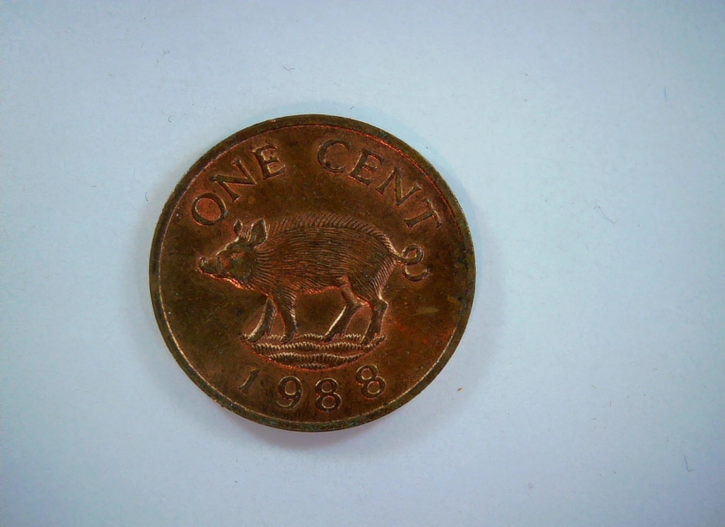 Bermuda 1988 1 Cent Bermuda One Cent (Wild boar) Coin