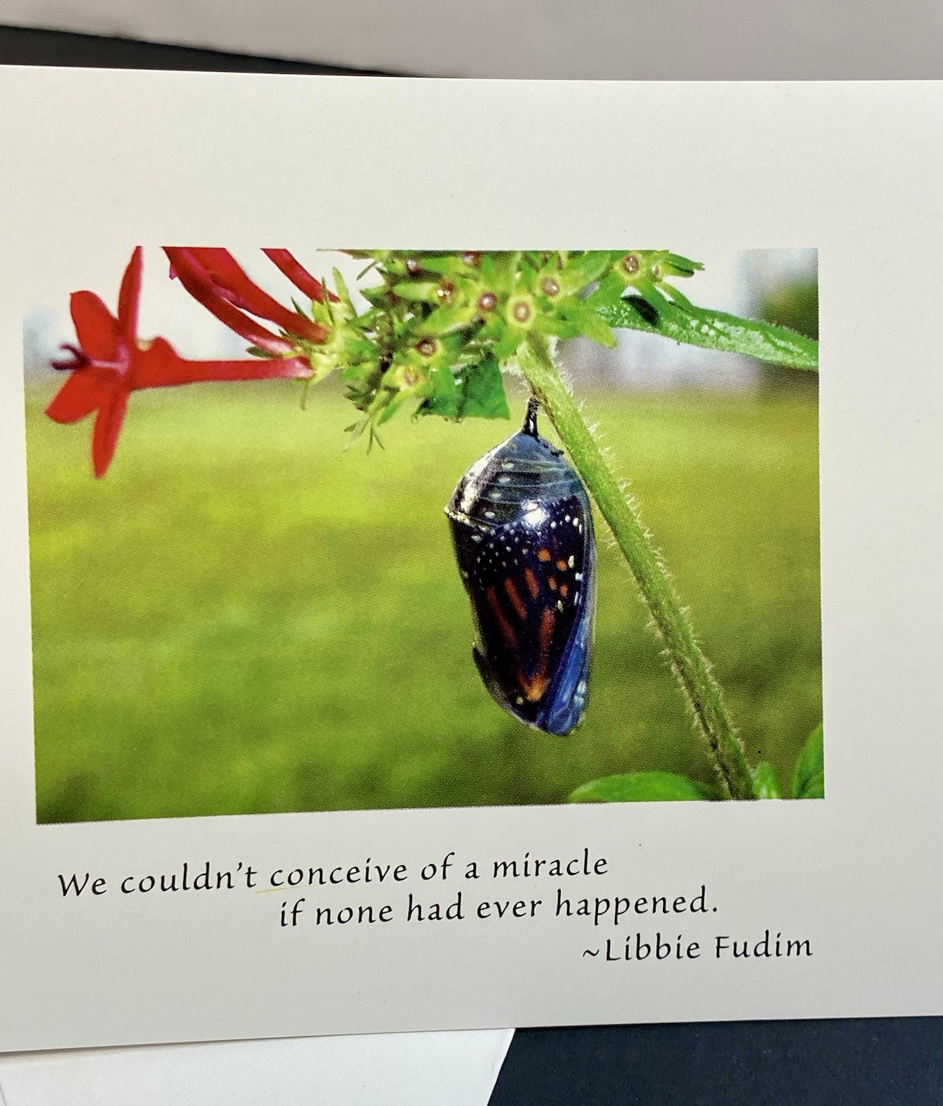 Photograph Of Monarch Chrysalis On Blank Note Card W/Envelope Quote By Fudim