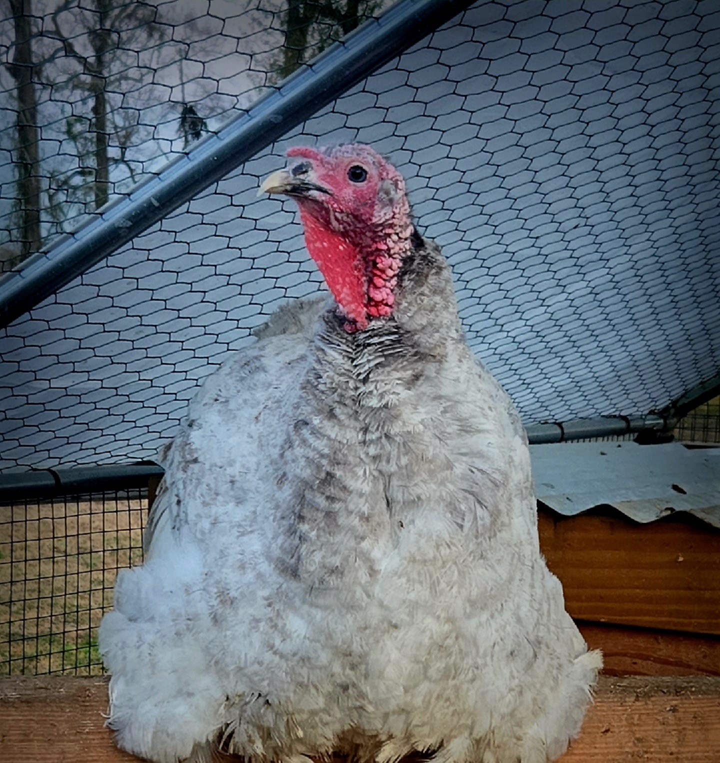 Grizzled Painted Turkey Hatching Eggs, Heritage Breed (6) NPIP Certified Farm