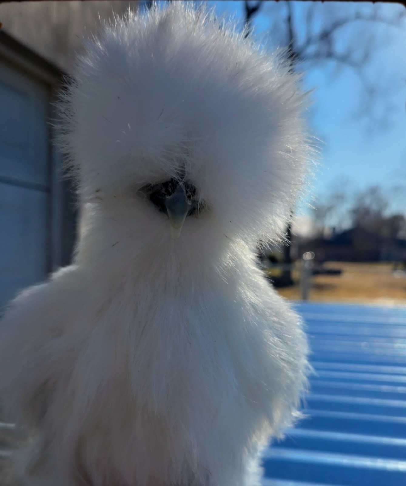 Bearded Recessive White Silkie Hatching Eggs (12) NPIP Certified Farm