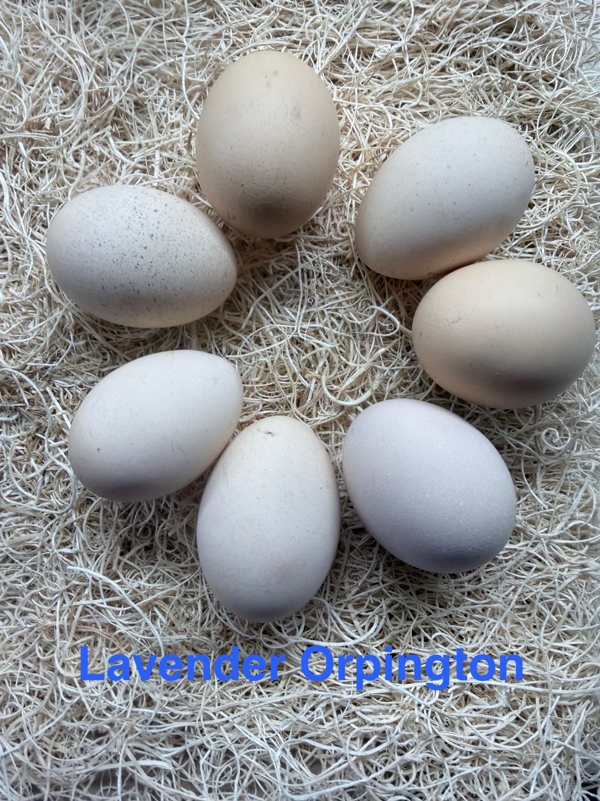 6-lavender Orpington Hatching Eggs NPIP Certified nationwide
