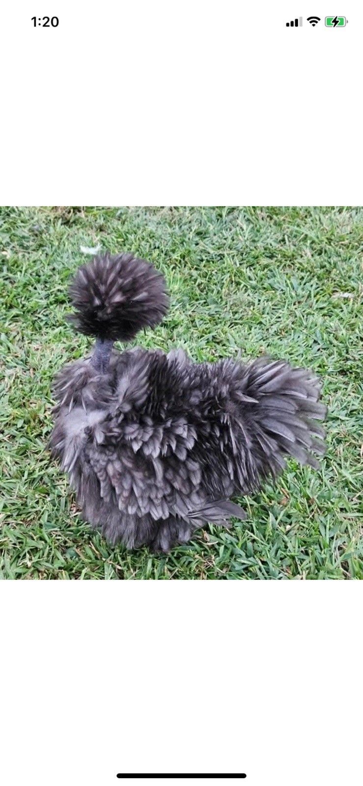 24 Bearded Silkie Hatching Eggs