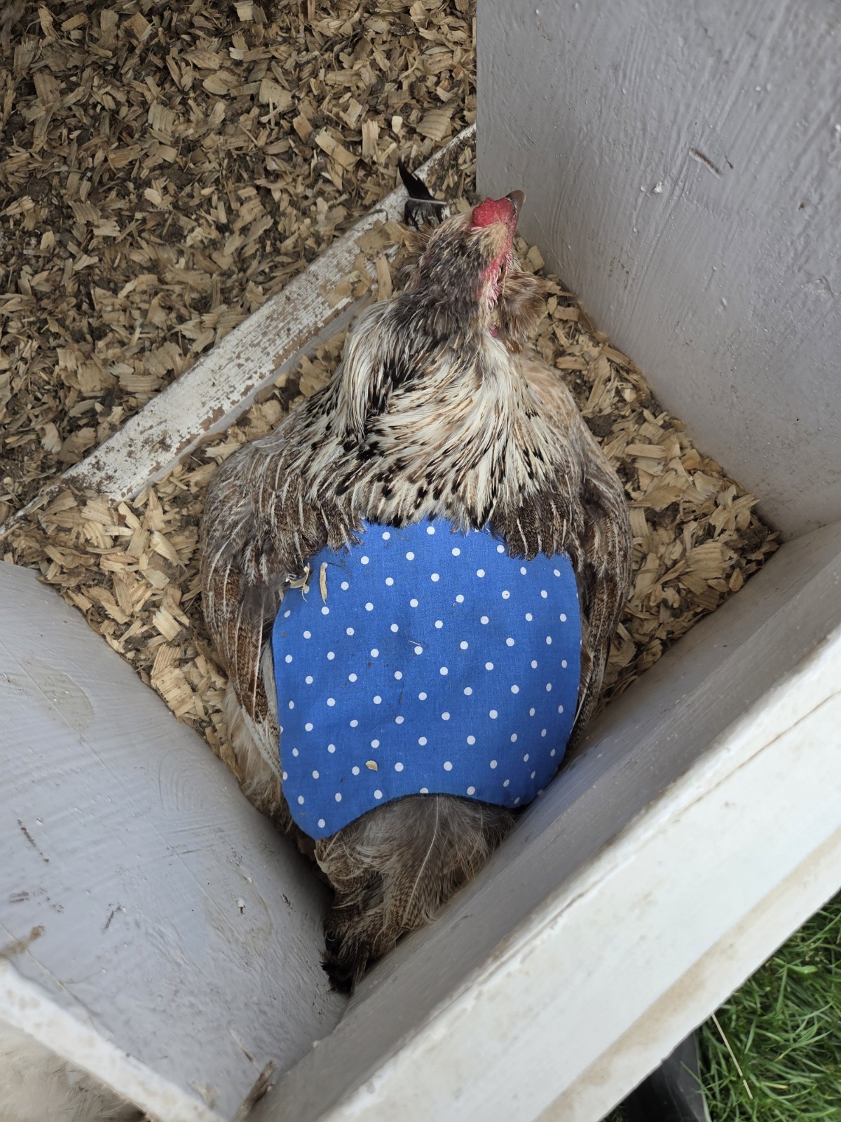 Standard Hen Chicken Saddle Denim Backed