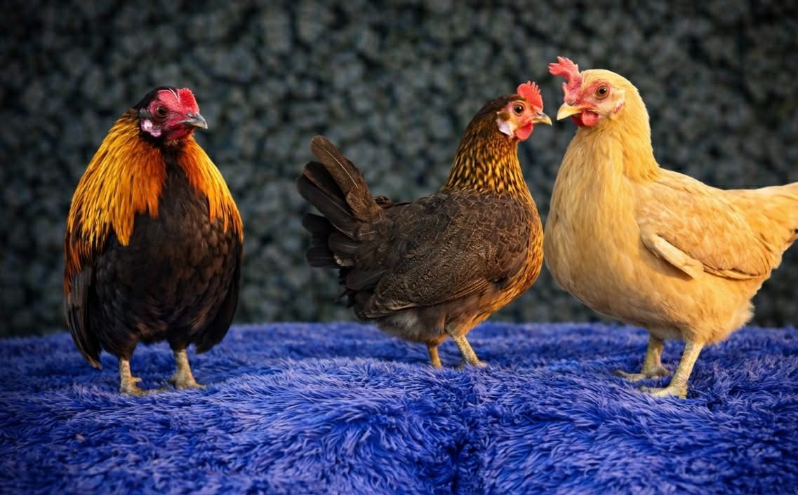 8  + Kikiriki Chicken Hatching Eggs.