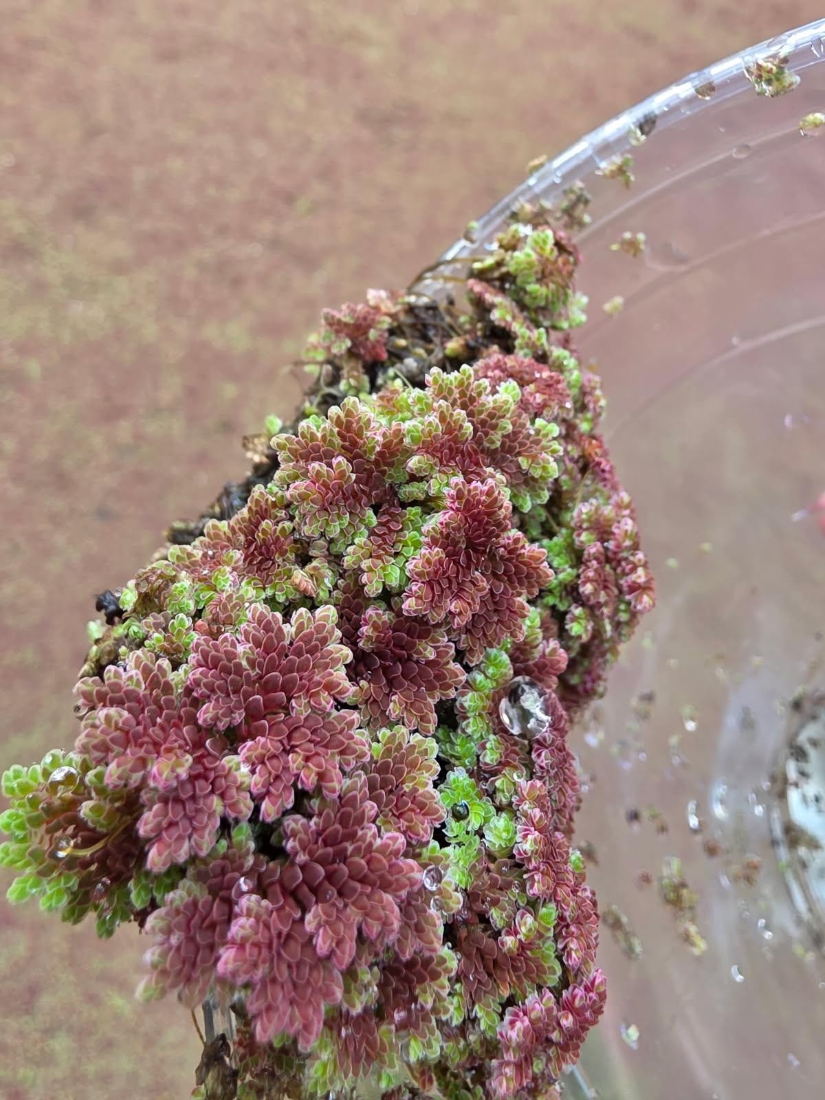 1 cup of Azolla Mosquito Fern Water Velvet Fairy Moss