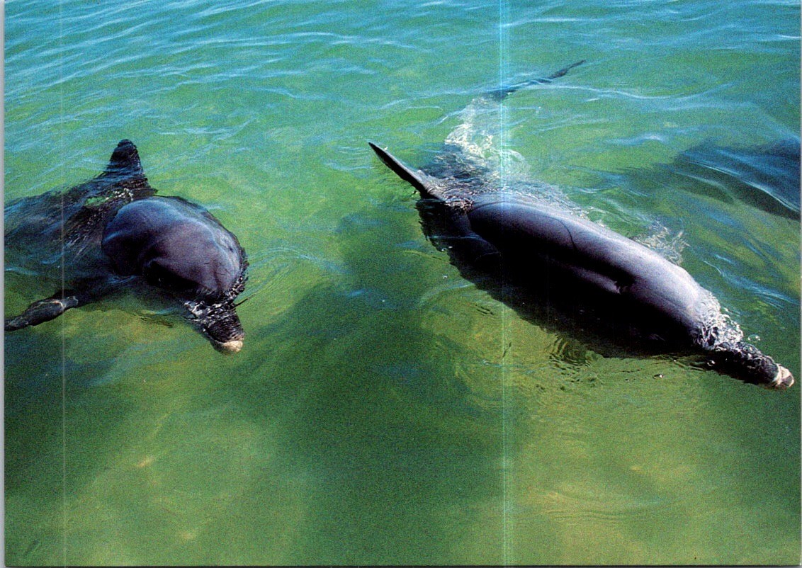 (1203) 7-7-2025 - Australia - Dauphin / Dolphin (WA)
