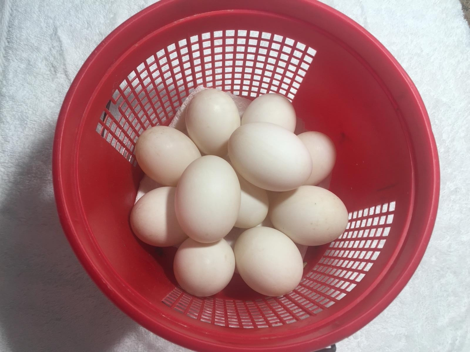 Fertile Duck Hatching Eggs, - Lot of 12
