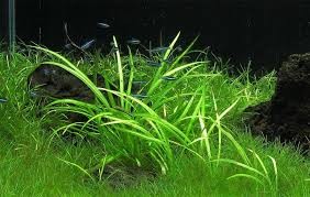 BUY 2 GET 1 FREE 15 X Chain Sword Narrow Leaf Plants Aquarium Plants