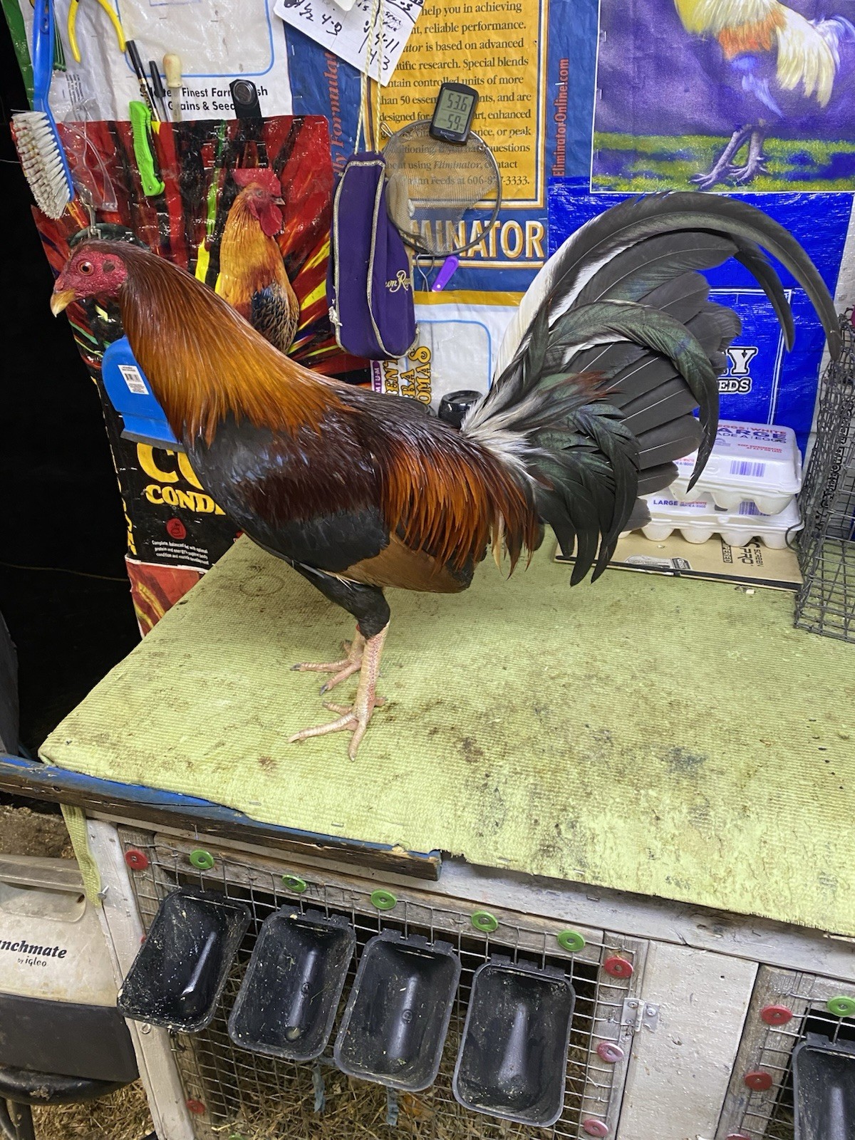 PURE MURPHY fertile Hatching Eggs – From Healthy, Well-Cared Pair Sold By 6 Pack