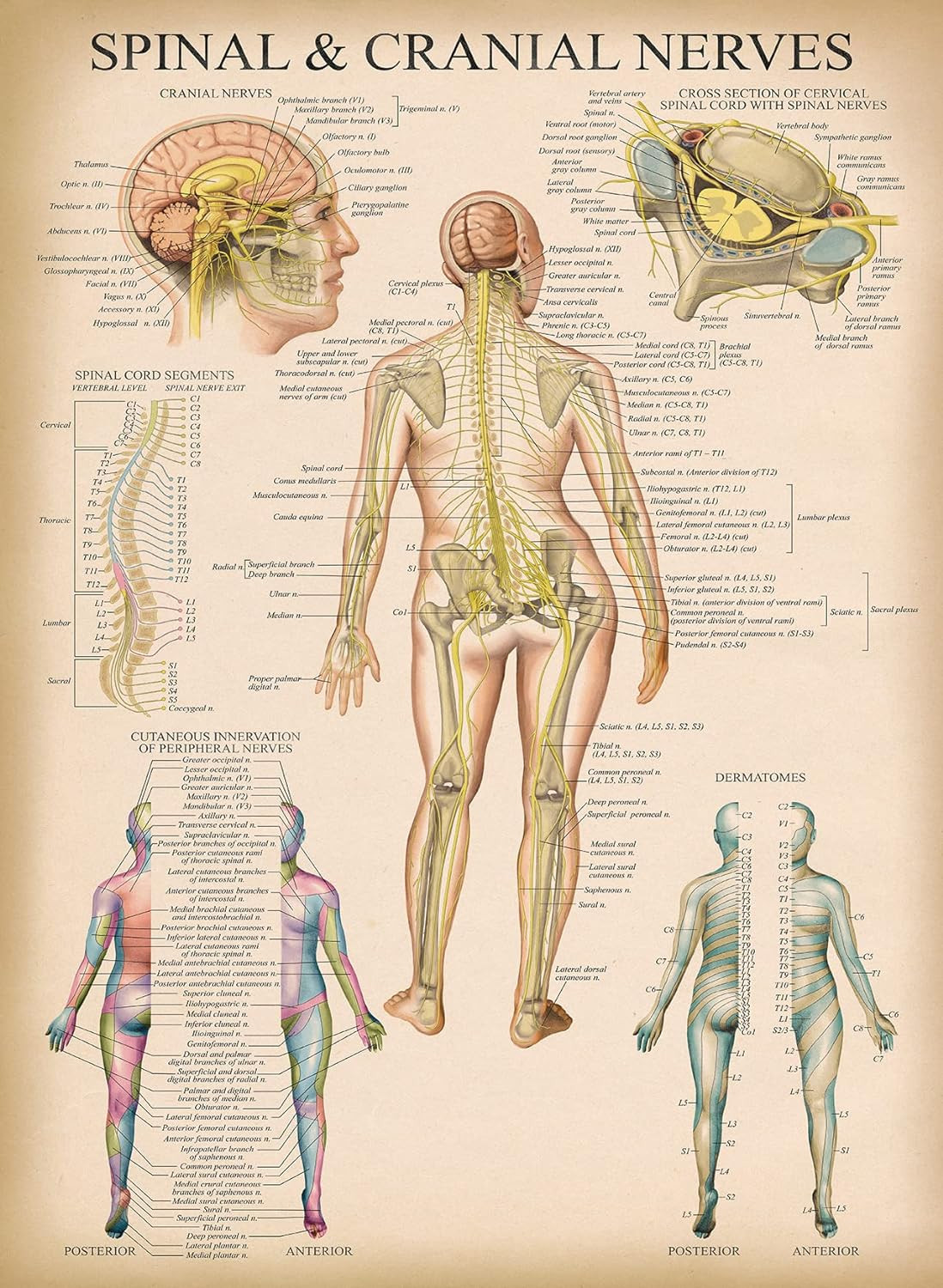 Vintage Spinal Nerves Anatomical Chart - Spine and Cranial Nervous System Anatom