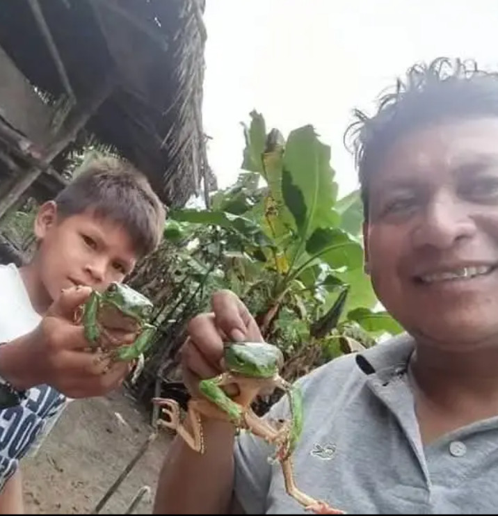 Fresh double sided Sapo sticks harvested gently by Amazonian natives