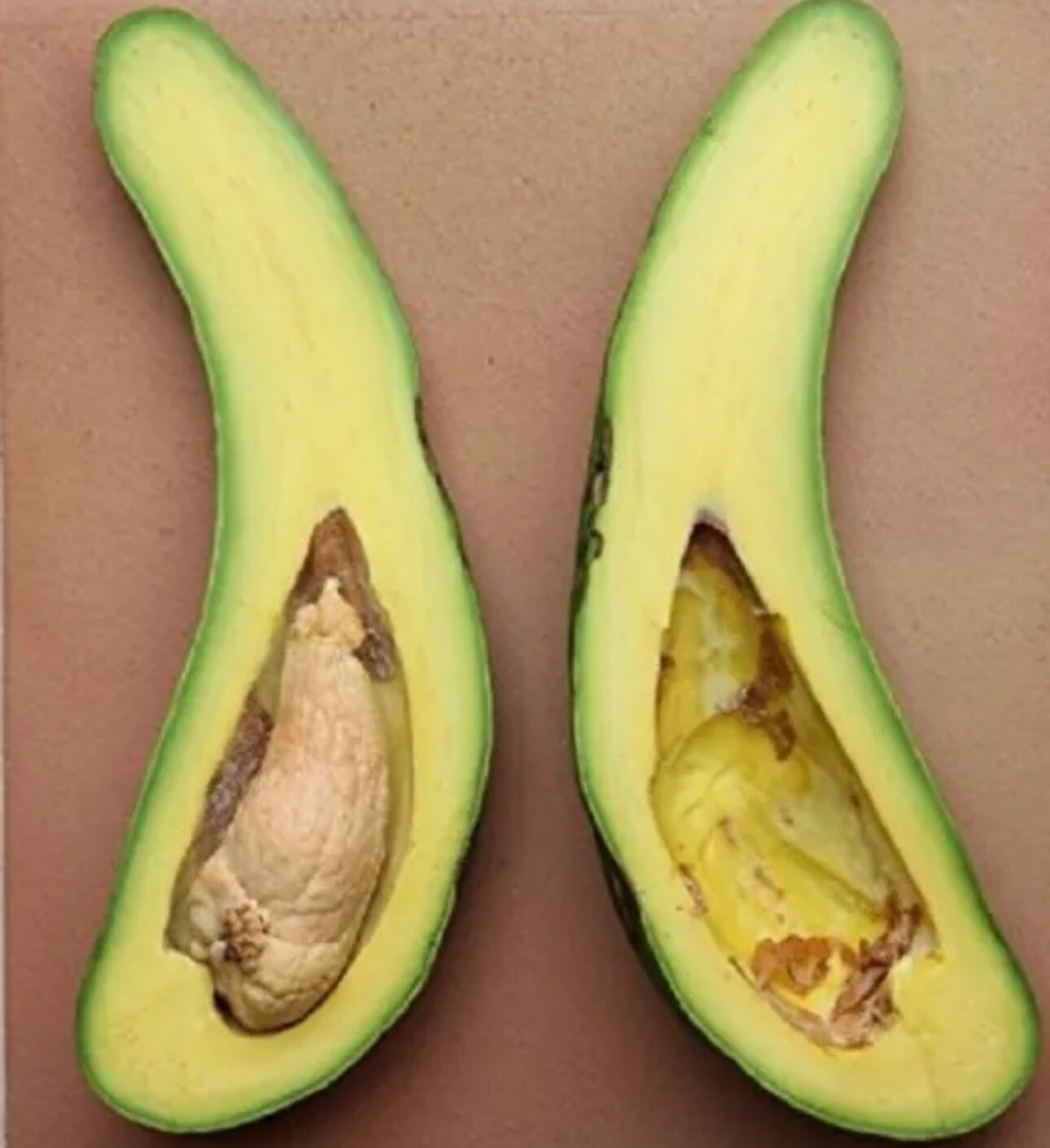 Grafted RUSSELL Long Neck Avocado Tree 2-3 ft. We Ship To CA  PR. Actual Photos