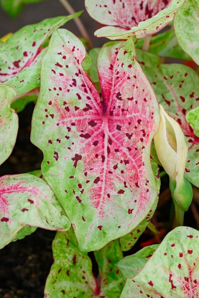 10 Florida Clown Caladium Bulbs for Planting