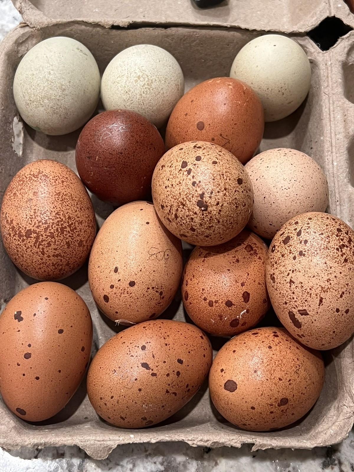 12+ Speckled Galaxy Hatching EGGS Welsummers, Marans, Backcrossed 🫒 Eggers ✨🐣