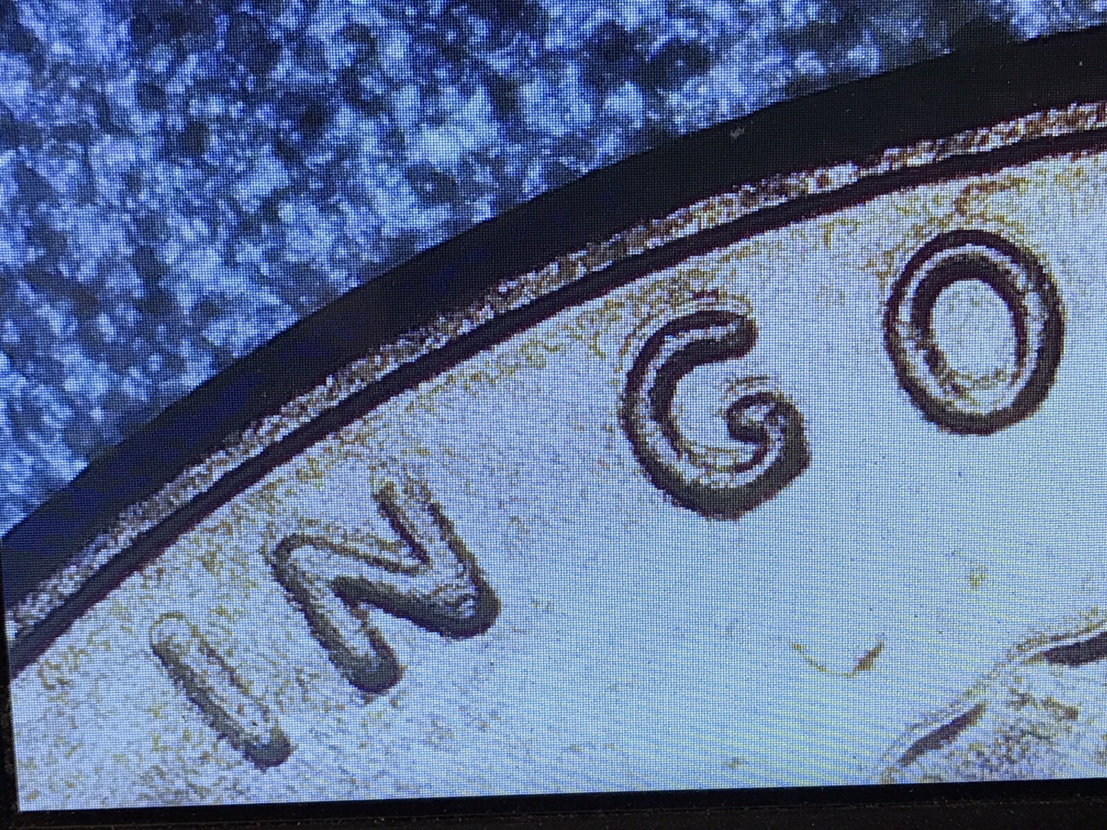2023 D Penny error -uncirculated