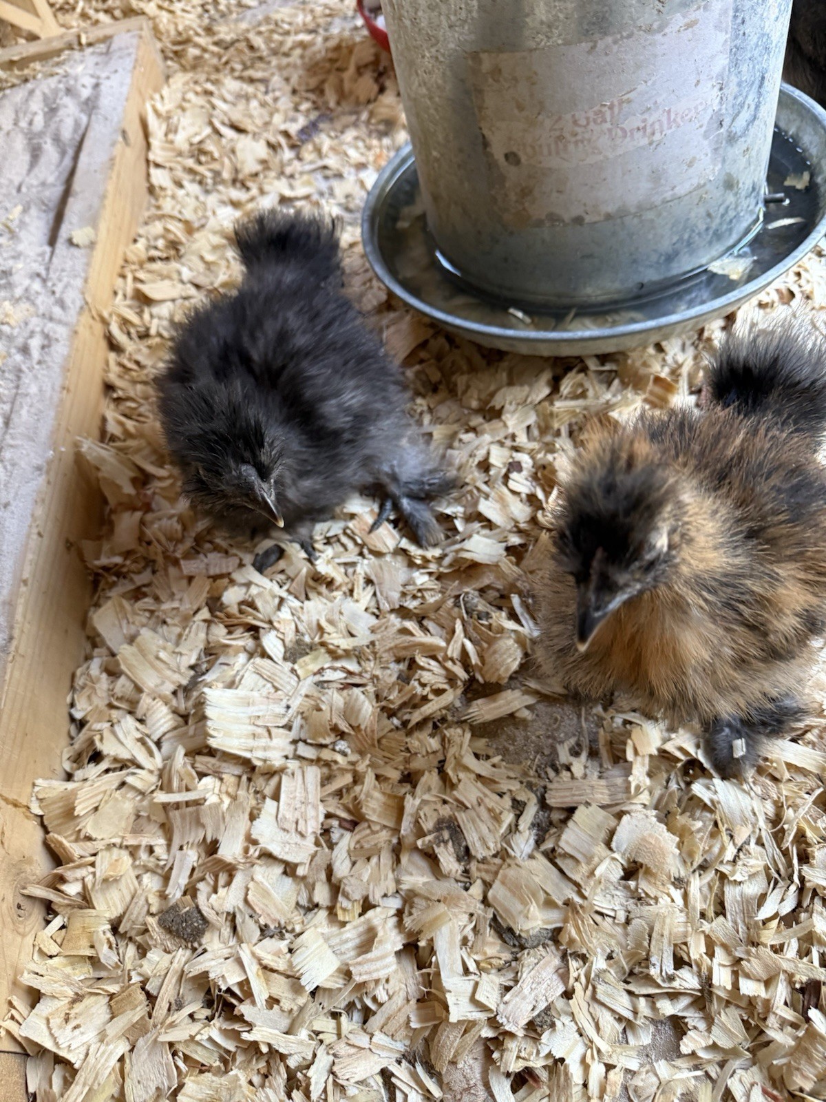 6 Silkie Hatching Eggs – Bearded, Fluffy, Show Quality Mix – Assorted Color