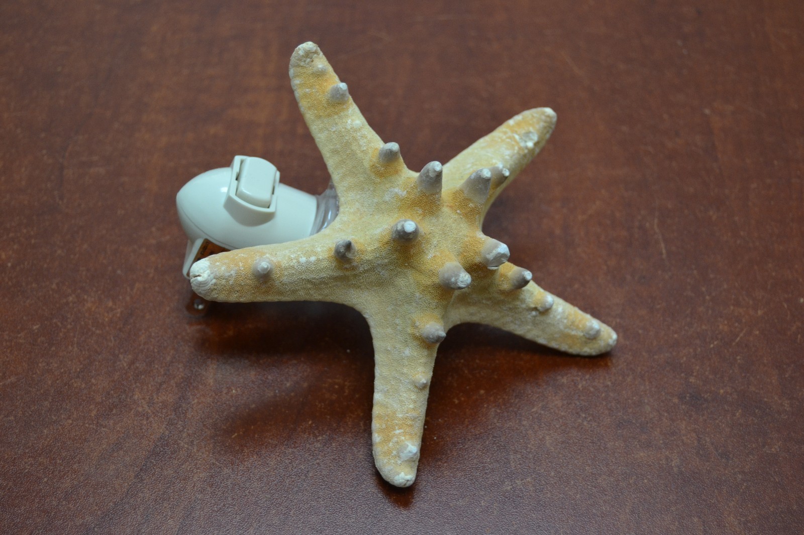 KNOBBY BUMPY STARFISH SEA SHELL NIGHT LIGHT KITCHEN #7767
