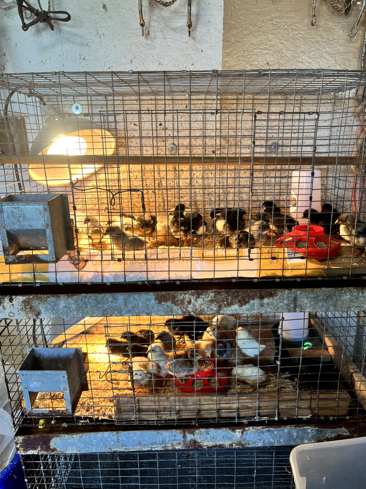 3 Fresh and Fertile Rainbow Hatching Eggs Olive Cemani Rare Colors