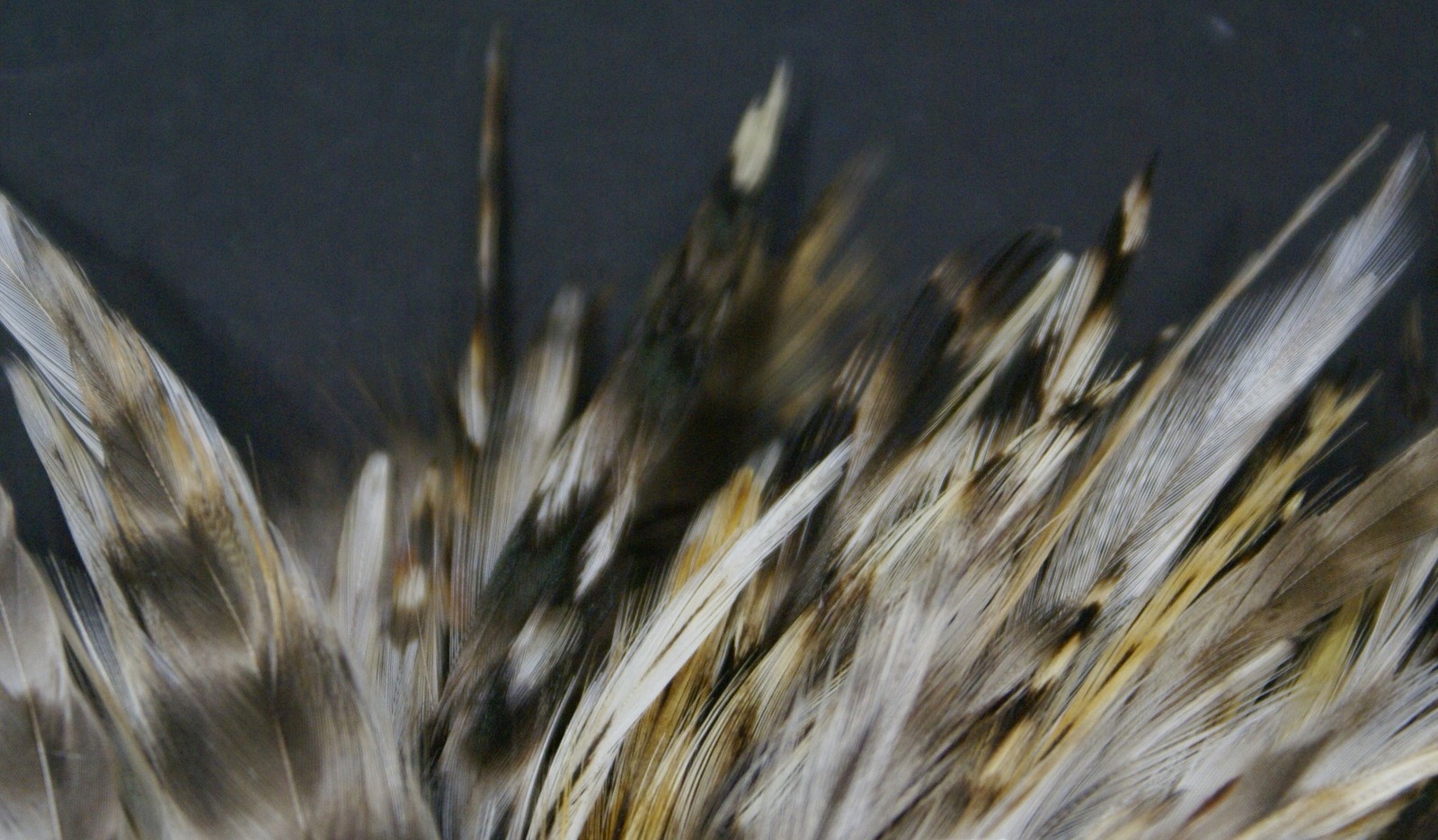 1/4 oz. Strung Natural Chinchilla Indian Rooster 3" to 5" Neck Hackle Pack