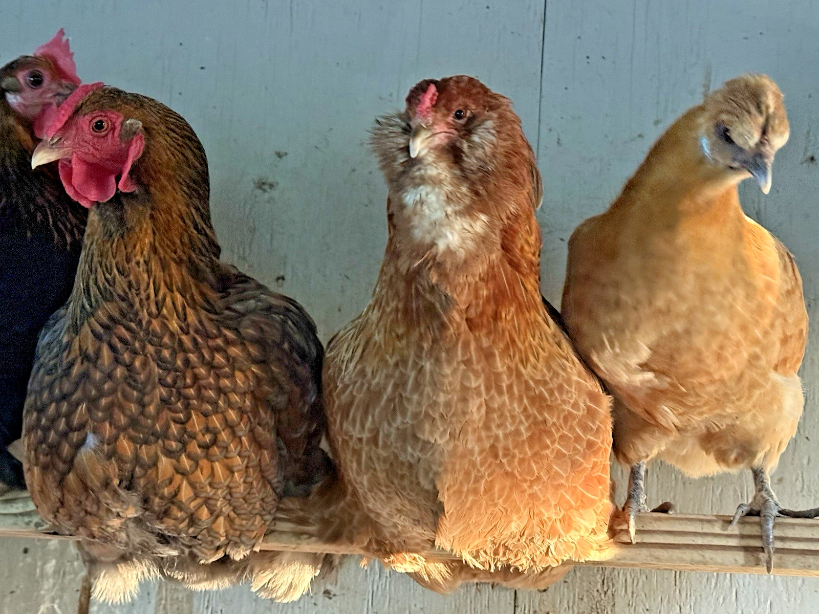 8++ Chicken Hatching Eggs ~Barnyard Mix~ Rainbow Egg Layers ~ Premium Breeds