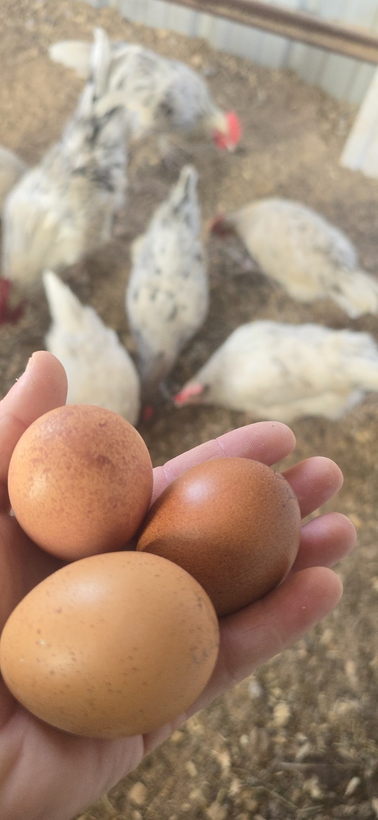 Dozen Splash Maran Hatching Eggs