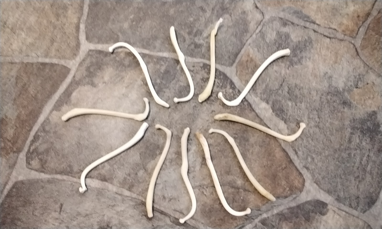 Coon Dick  for 1 Broken And Healed  Raccoon Baculum From USA