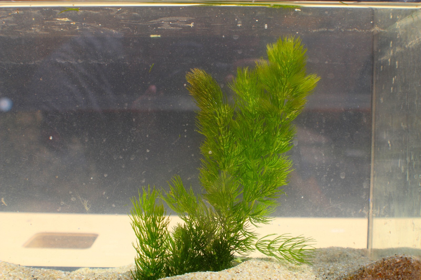 3+ Hornwort Live Aquarium Plants