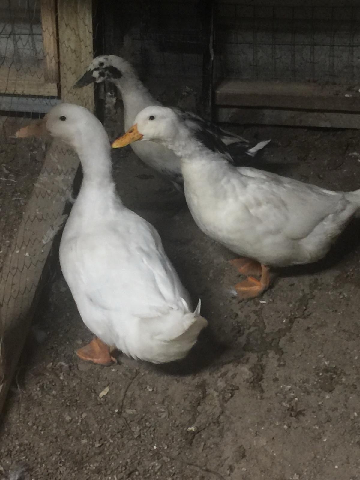 Fertile Duck Hatching Eggs, - Lot of 12