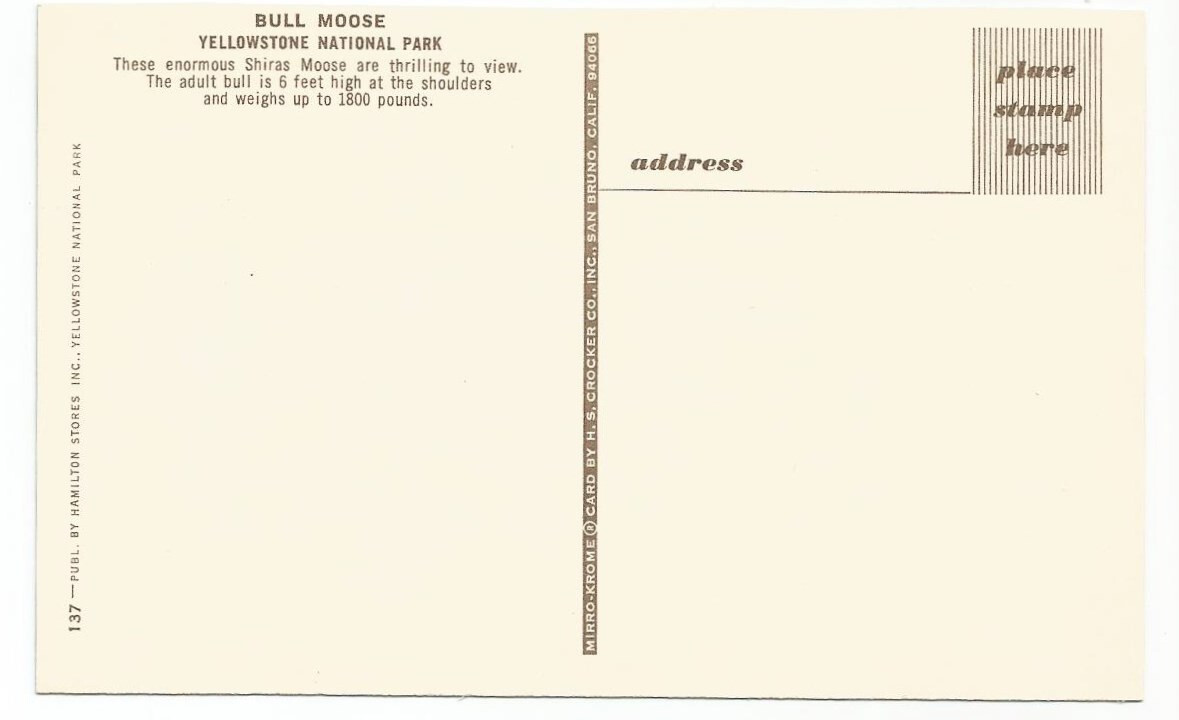 Bull Moose Postcards