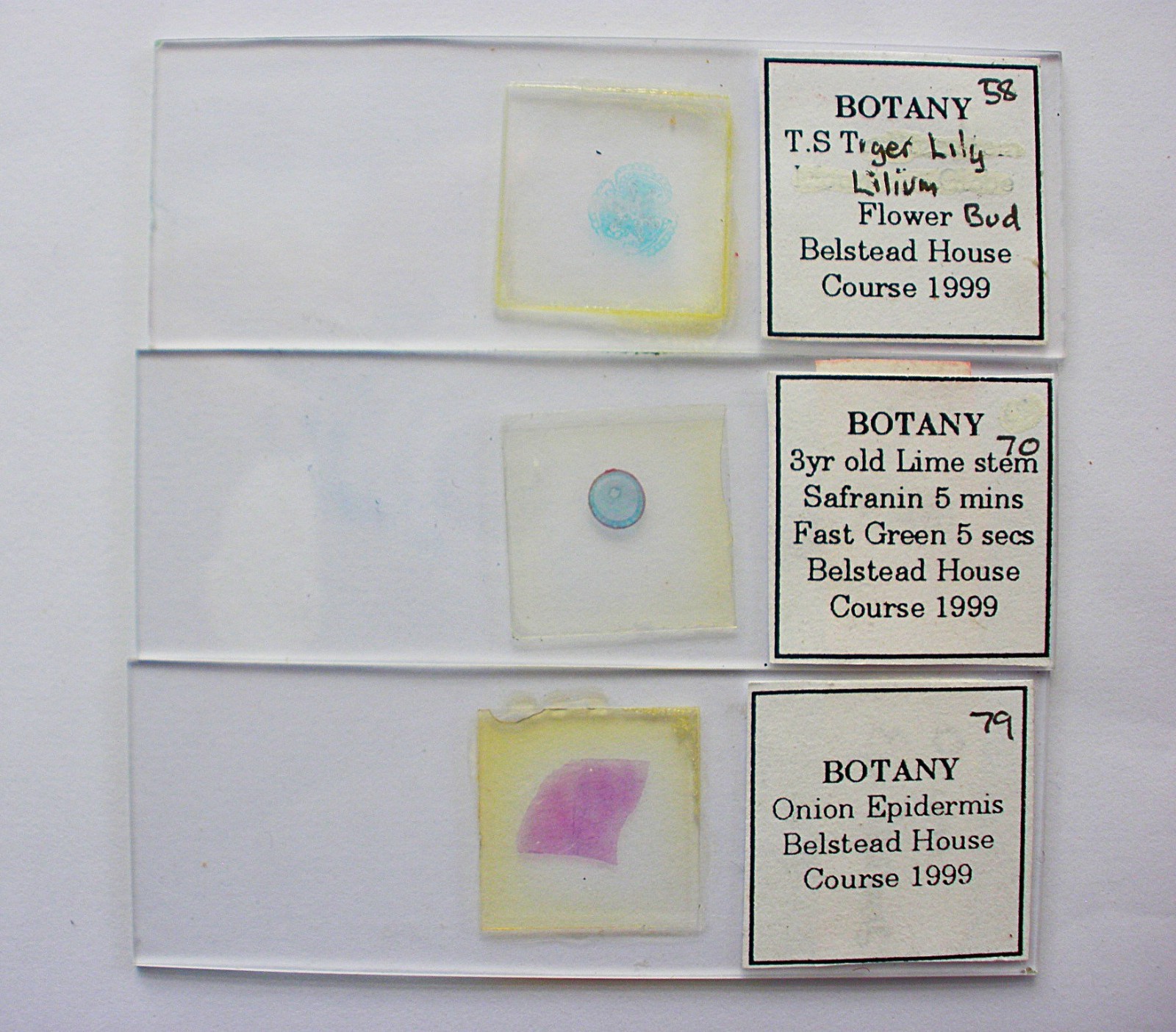 3  Vintage  Microscope  Slides. Botany.