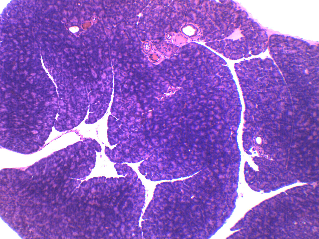 Pancreas, Tissue Section - Prepared Microscope Slide - 75x25mm - Eisco Labs
