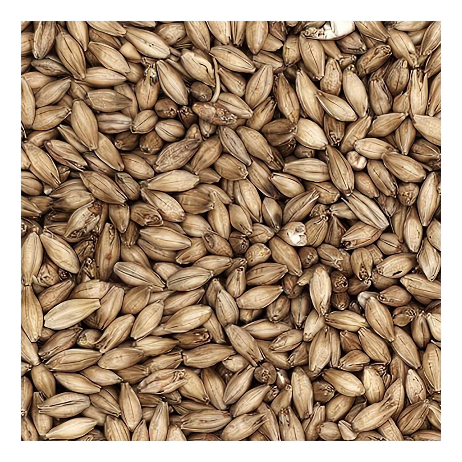 Home Brew Ohio Maris Otter Grain 1lb