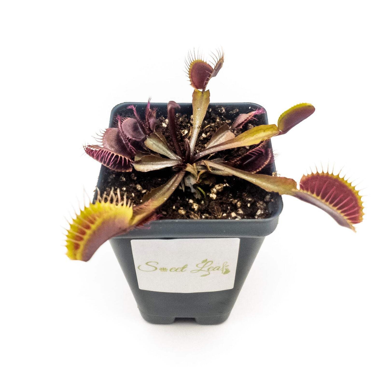 Akai Ryu (Red Dragon) Venus Fly Trap